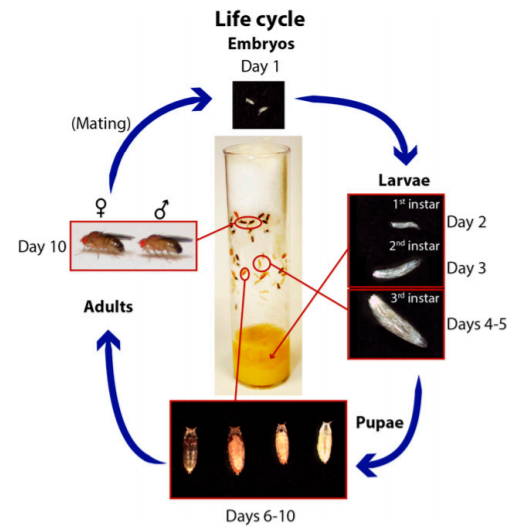 Complete life cycle of Drosophila cultured in a vial in the lab