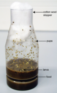 Drosophila culture in a bottle