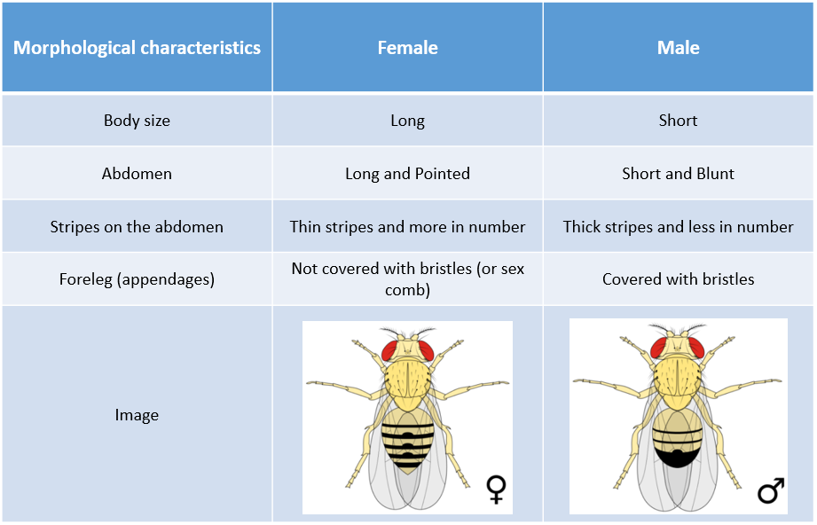 Morphological characteristics of male and female Drosophila