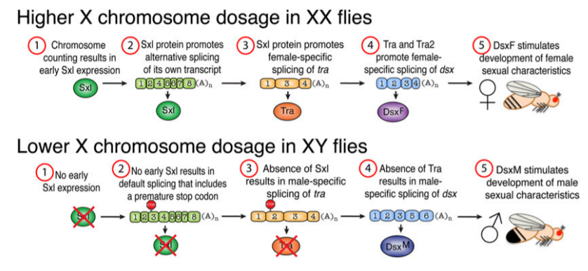 Genetic mechanism of Sex determination in Drosophila