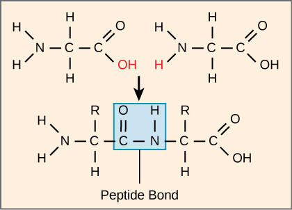 Peptide bond formation between two amino acids