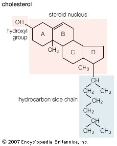 The structure of Cholesterol