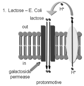 Active transport of lactose in E. coli
