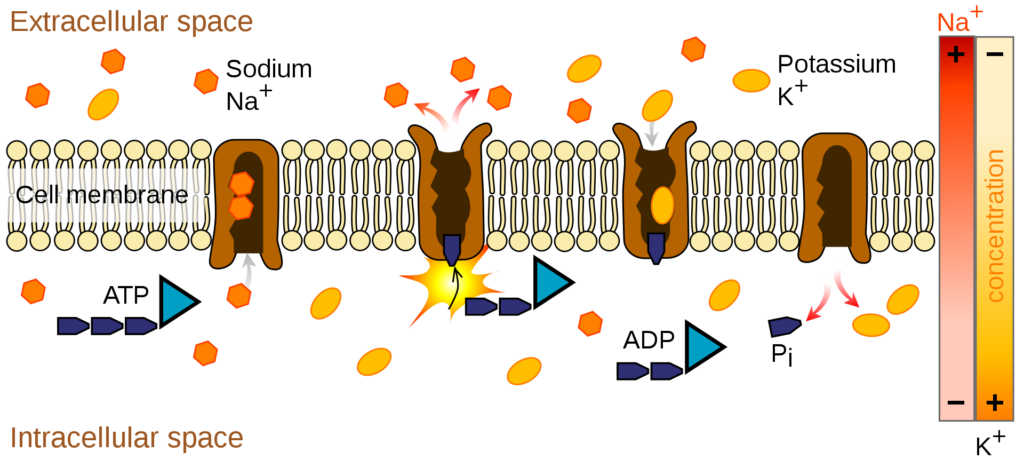 Example of primary active transport across the membrane