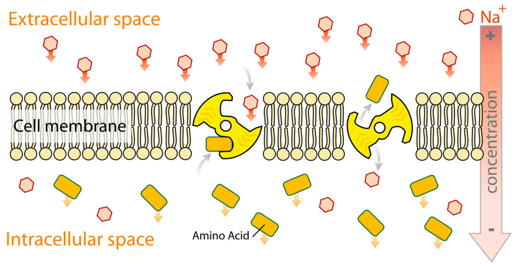 Secondary active transport across the membrane