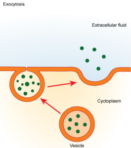 transport of molecules into the extracellular fluid by vesicular fusion with the membrane