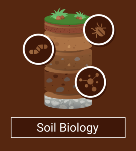 Soil biology