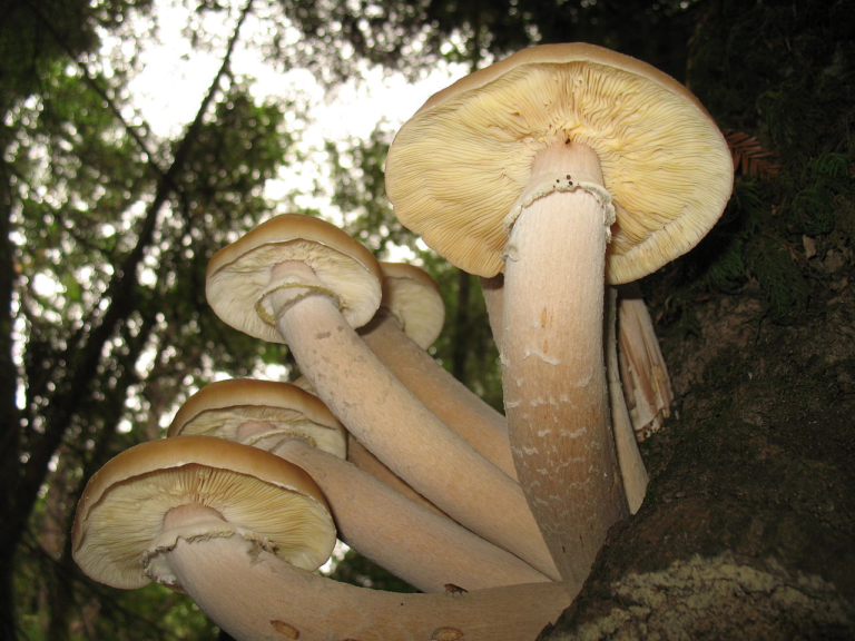 Armillaria ostoyae mushroom