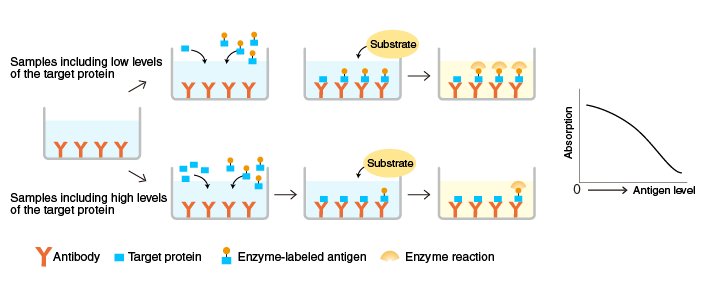 An illustration of the process of competitive ELISA