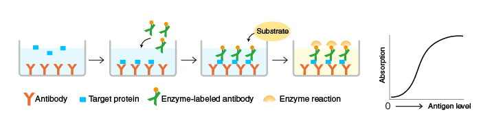 An illustration of the process of sandwich ELISA and the reaction involved