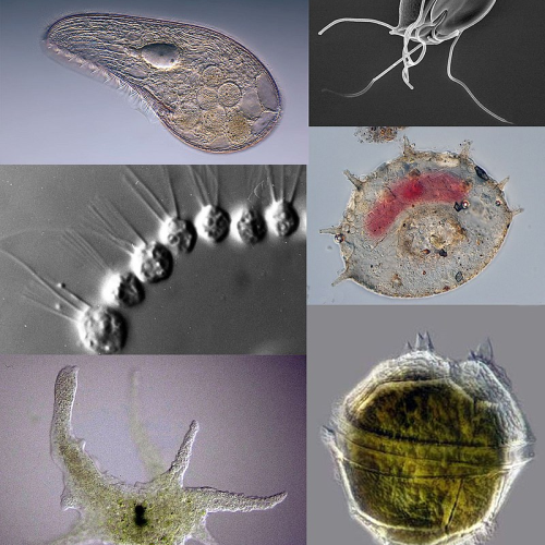 microscopic images of different protozoan species